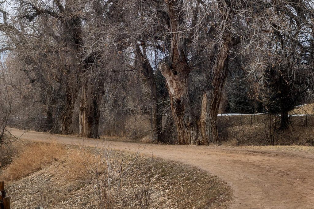 Old trees on Greenwood Village, CO